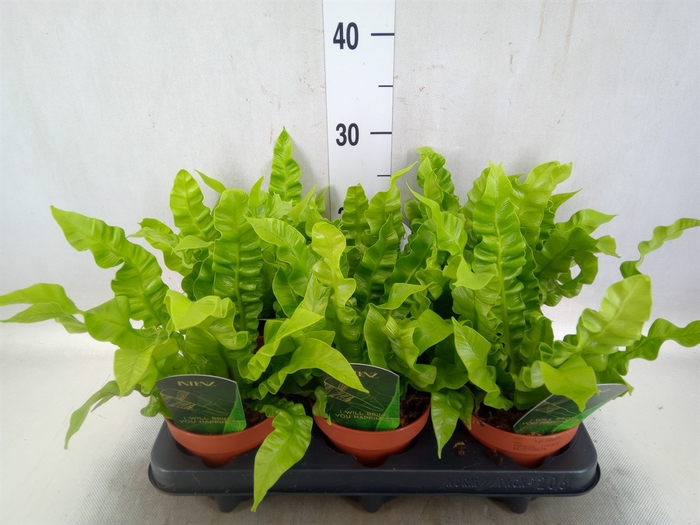 <h4>Asplenium nidus 'Crispy Wave'</h4>