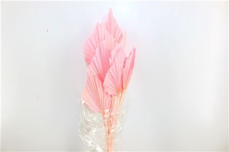 Dried Palm Spear 10pc L Pink Bunch