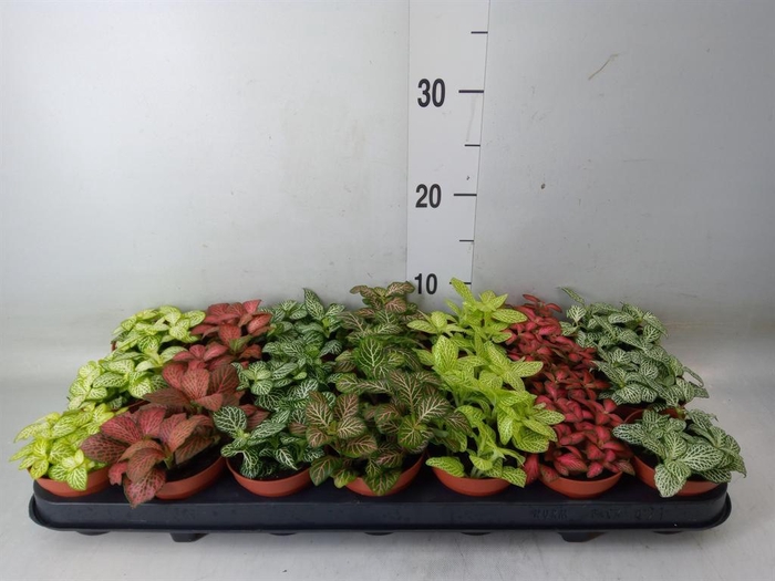 <h4>Fittonia   ...mix 7</h4>