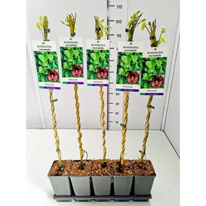 Aristolochia macrophyll