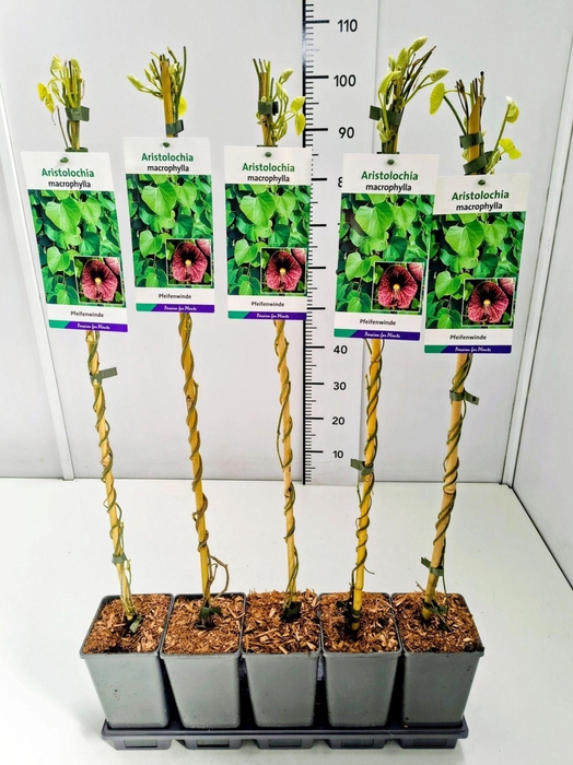 <h4>Aristolochia macrophyll</h4>