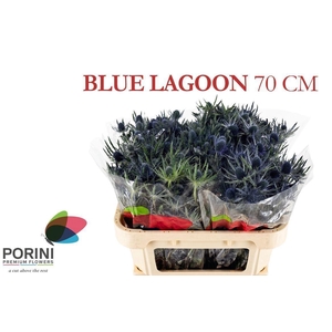 ERYNGIUM MAGICAL BLUE LAGOON
