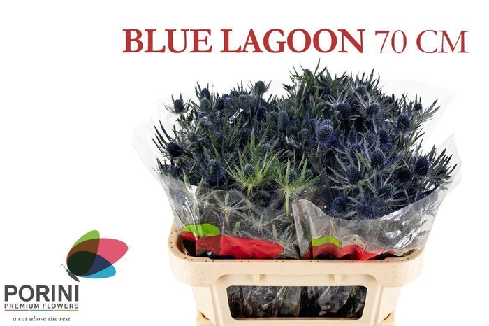 <h4>ERYNGIUM MAGICAL BLUE LAGOON</h4>