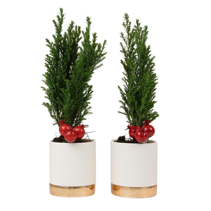 <h4>CHAMAECYPARIS LAWSONIANA p6</h4>