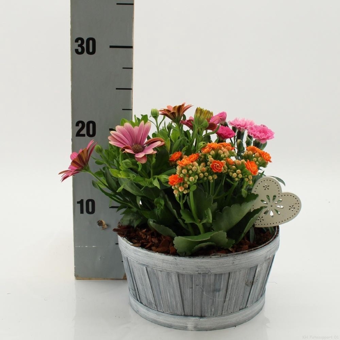 <h4>ARR TUINPLANTEN</h4>