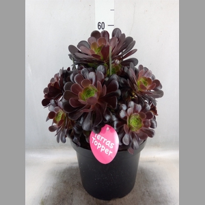 Aeonium arboreum 'Velours'