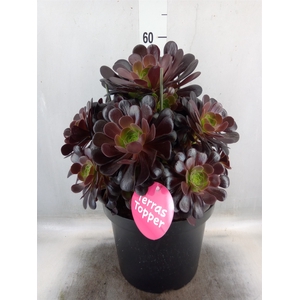 Aeonium arboreum 'Velours'