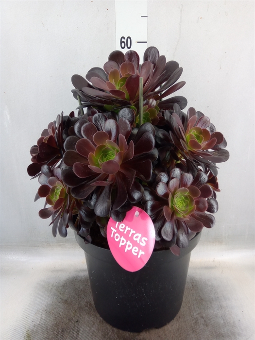 <h4>Aeonium arboreum 'Velours'</h4>
