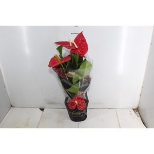 ANTHURIUM OREGON P19 VERMELHO PREMIUM