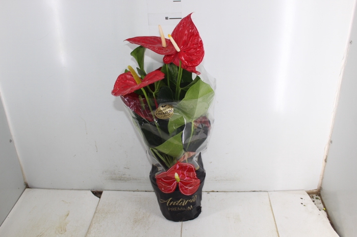 ANTHURIUM OREGON P19 VERMELHO PREMIUM