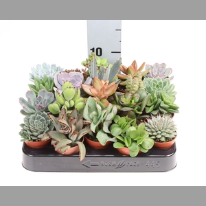 Succulents   ...