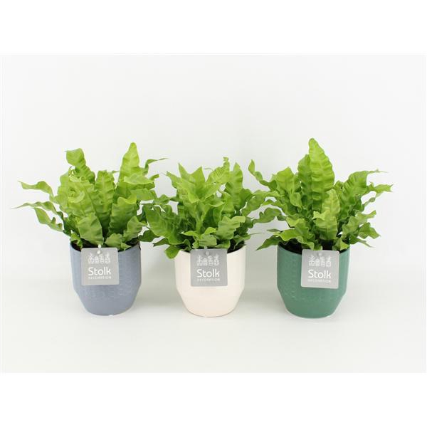 <h4>Asplenium Crispy Wave in Exspression Keramiek</h4>