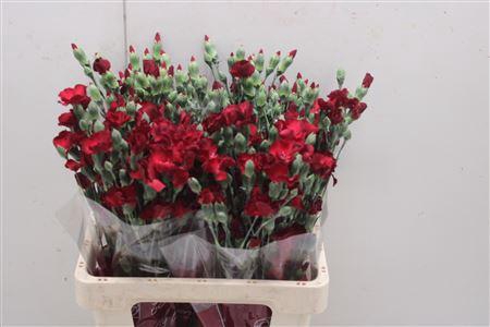 <h4>Di Solomio Edo</h4>