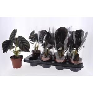Alocasia Red Secret 12Ø 40cm