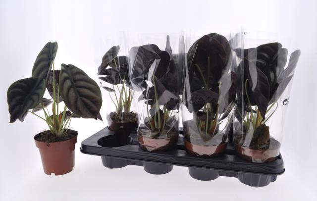Alocasia Red Secret 12Ø 40cm