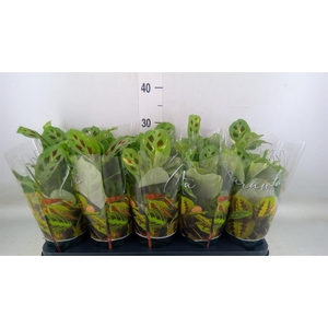 Maranta leuc. 'Fiesta'