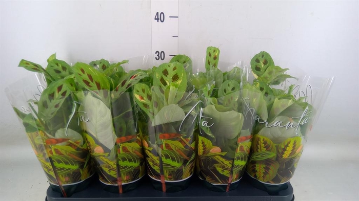 <h4>Maranta leuc. 'Fiesta'</h4>