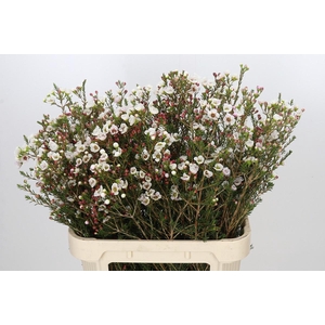 Chamelaucium Moonlight Delight