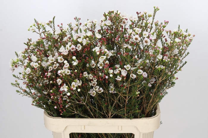 <h4>Chamelaucium Moonlight Delight</h4>