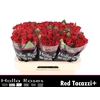 R GR RED TACAZZI+