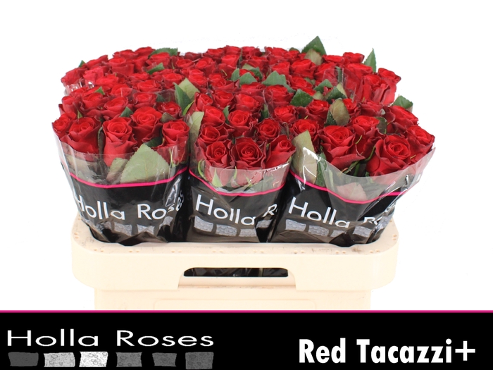 R GR RED TACAZZI+