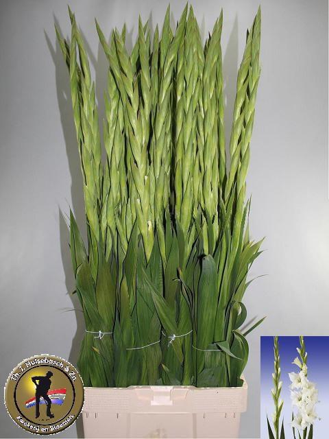 <h4>GLAD GR SERENA</h4>