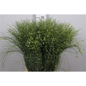 Genista Berries Green 400 Gram