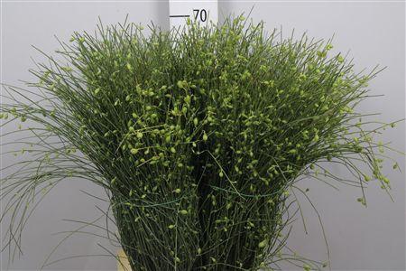 <h4>Genista Berries Green 400 Gram</h4>