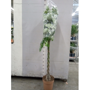 Pachira aquatica