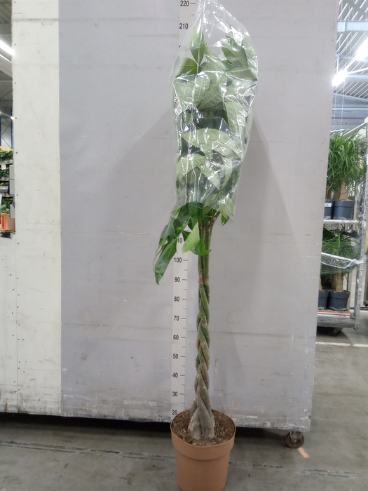<h4>Pachira aquatica</h4>