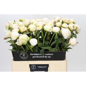 Paeonia Bowl Of Cream