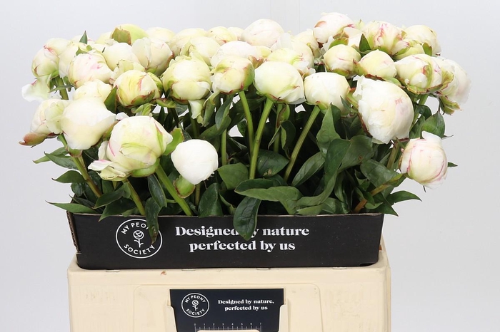 <h4>Paeonia Bowl Of Cream</h4>