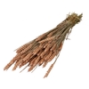 Dried flowers Wheat 60-70cm