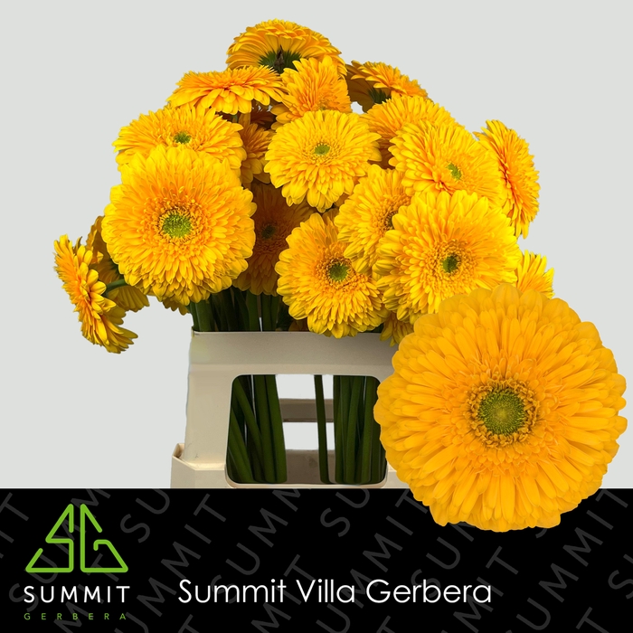 <h4>Gerbera Pomponi Honey Ball Water X40 Lang</h4>