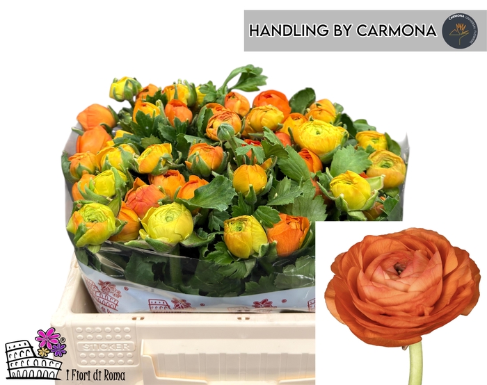 <h4>RAN EL ORANGE</h4>