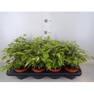 Ficus benja. 'Kinky'