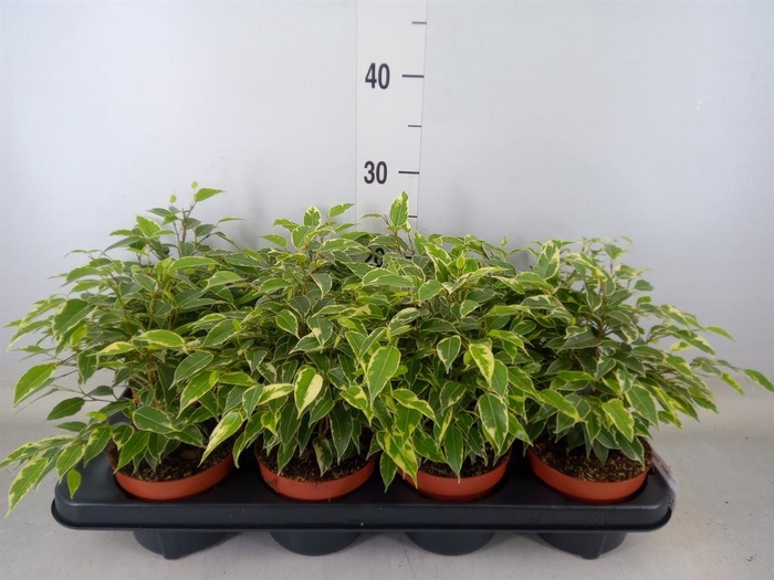 <h4>Ficus benja. 'Kinky'</h4>