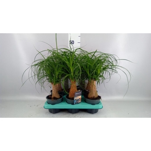 Beaucarnea recurvata