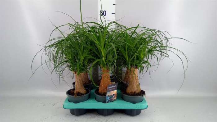 <h4>Beaucarnea recurvata</h4>