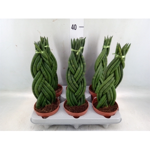 Sansevieria cyl.  ...