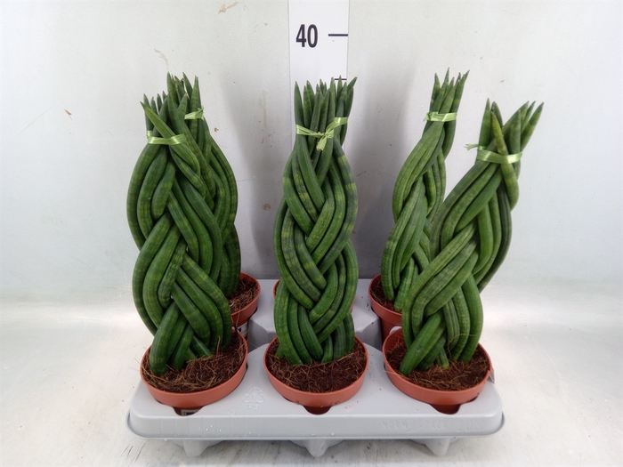 <h4>Sansevieria cyl.  ...</h4>