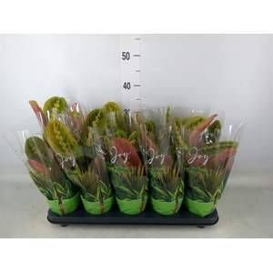 Maranta leuc. 'Fascinator'