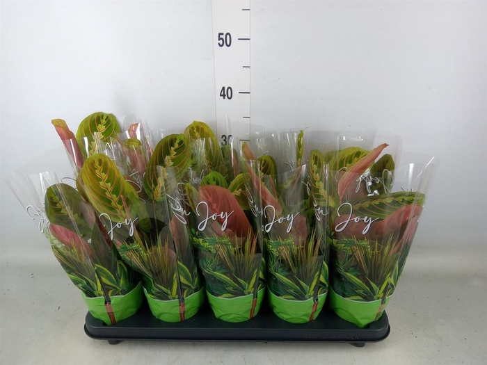 <h4>Maranta leuc. 'Fascinator'</h4>