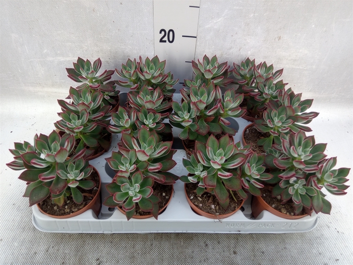 <h4>Echeveria pulvinata 'Devotion'</h4>