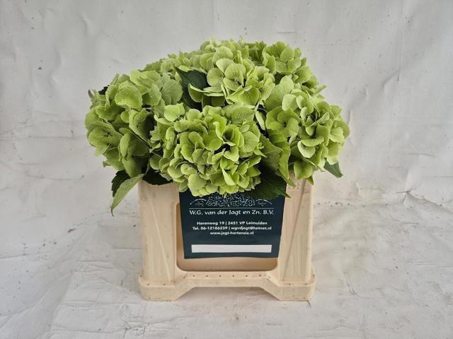 <h4>HYDR M MAG EMERAL CL</h4>