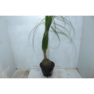 BEAUCARNEA P24