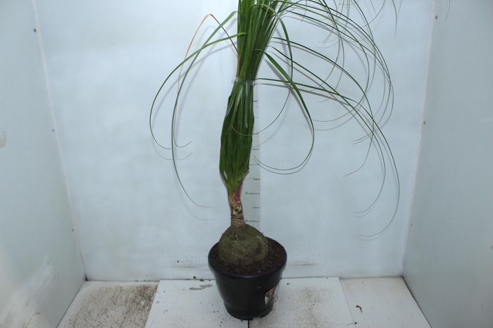 <h4>BEAUCARNEA P24</h4>