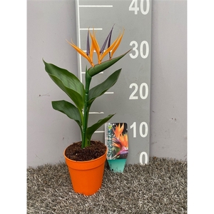 Strelitzia reginae p9 (met kunstbloem)