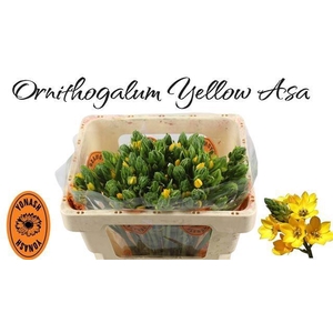 ORNIT DB YELLOW ASA