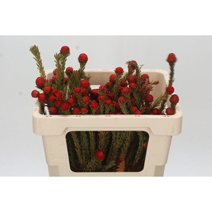 Cape Green Tortum Red